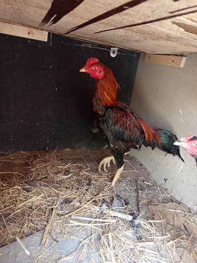 Aseel high quality pair available for sale in Lahore