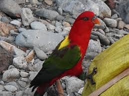 Chattering Lory for sale  Chattering Lori Pakistan  Exotic Lory Parro