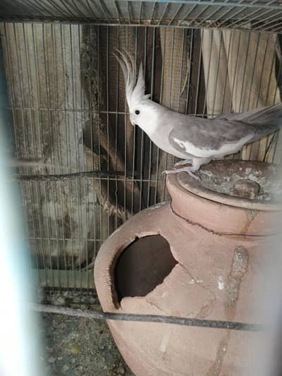 4 Chol cocktail Or V Pied