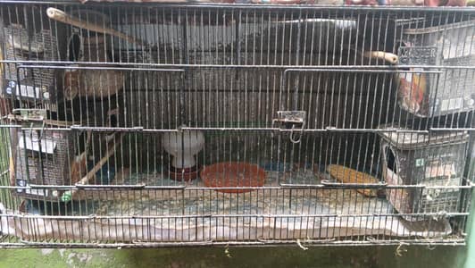 4 pair Fisher parrot 