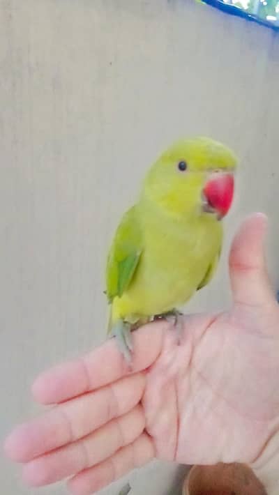 03369510495 Green ringneck parrot handtame