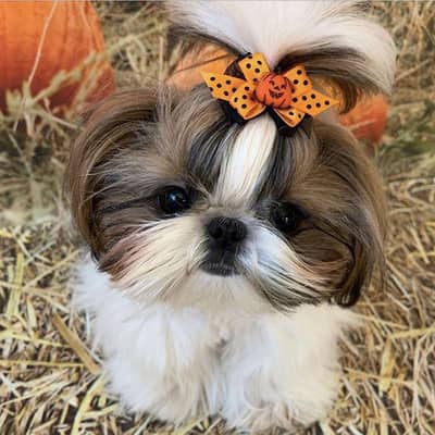 shitzu puppies 03111968618