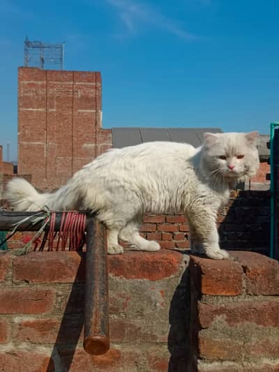 Male cat white color yellow eyes