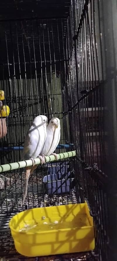 Cocktail | Latino | Fisher | Australian | Lovebirds| Danish Pied|Bird