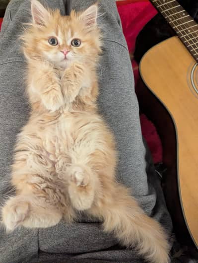 Persian Cat Triple coat