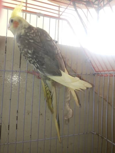 COAKTAIL FREINDLY MALE FOR SALE 0/3/1/8/3/6/6/6/8/6/1