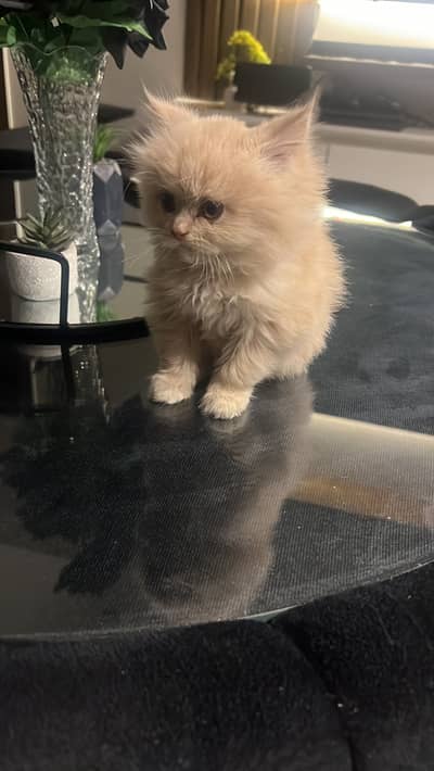Persian kittens for sale