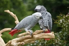 African Grey parrot for sale  African Grey Pakistan  Congo African Gr
