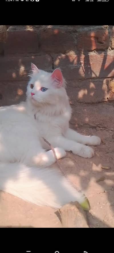 pure Persian cat with kitten