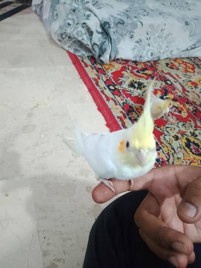 cocktail baby handtame fully 4 month