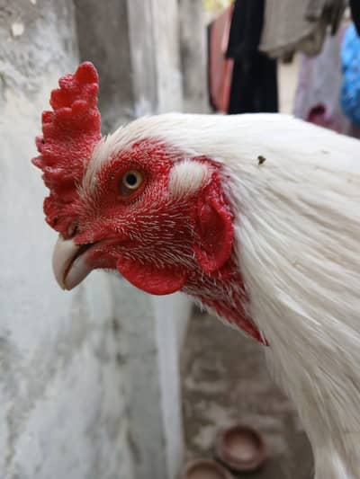 Aseel Heera | White Aseel |Heera Breeder | Heera male | Aseel | Murga