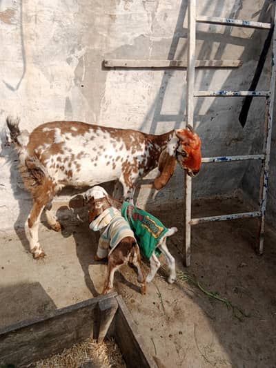 1 bakri 2 bachy madi