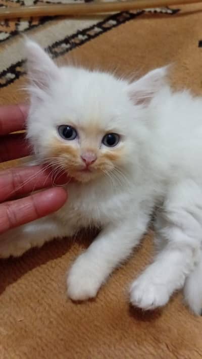 Persian Kittens for Sale – 2 Male 1 Female – Lahore