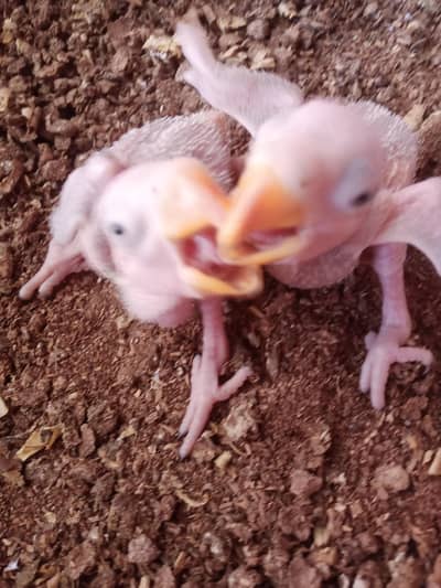 phahri babys 03156376925