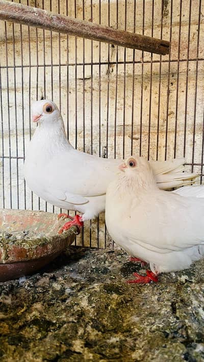 White Budapest breeder pair