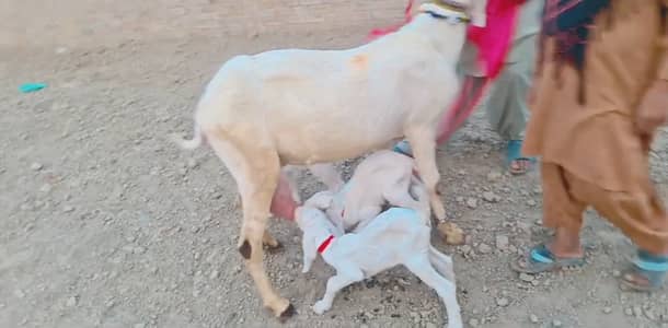 3 Bacchon Ka Sath Desi Bakri For Sale/ 03221442364