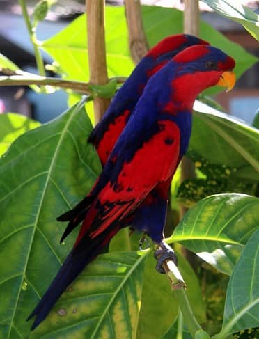 Red Blue Lory for sale  Red & Blue Lory Pakistan  Exotic Lory Parrot