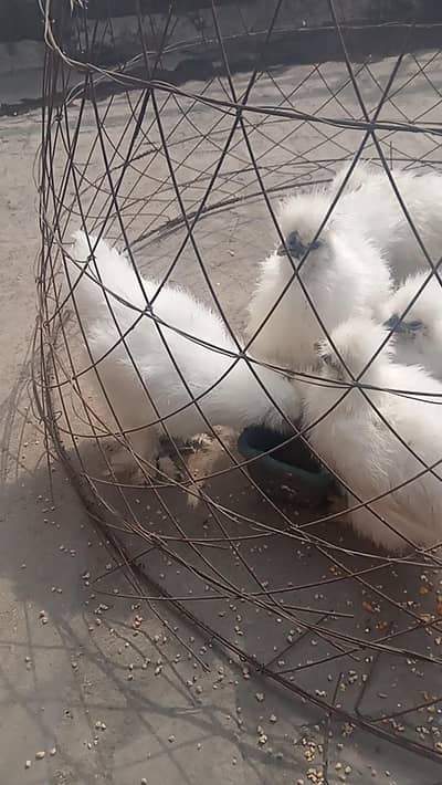 silky hen for sale in lahore