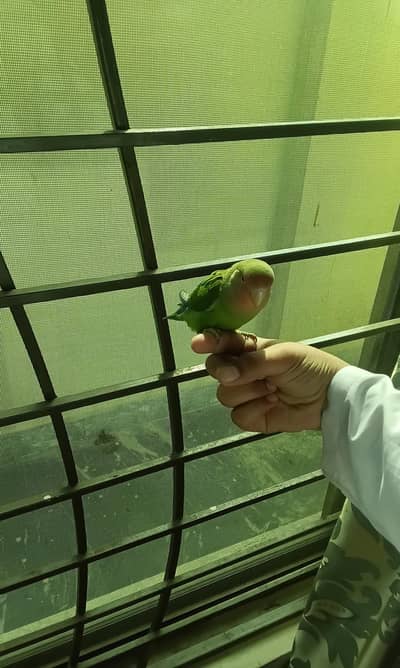 albino and peach-face hand tamed pair freindly