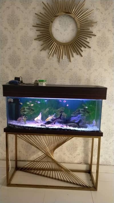 fish with fish aquarium stand full