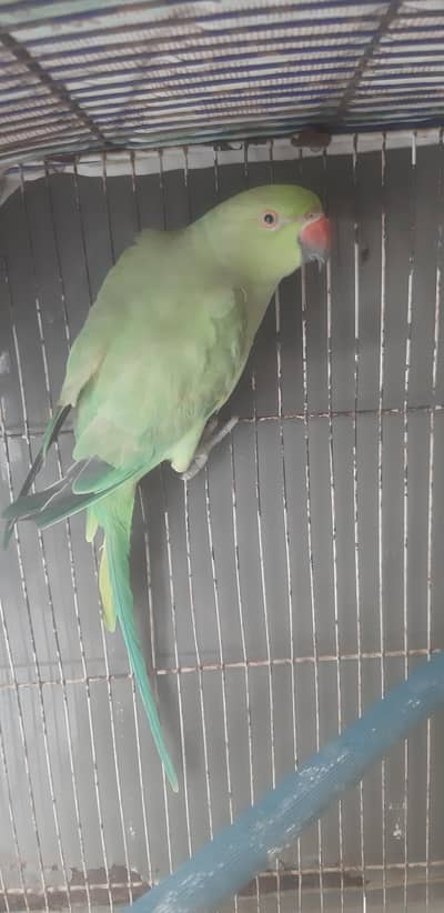 Ring neck breeding female