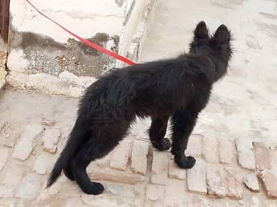 Black German shepherd puppy heavy bone vaccinated for new homes
