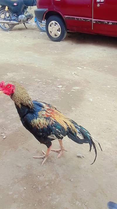 java aseel miyanawali Thai cross