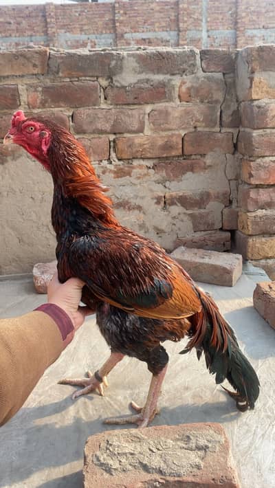 Pure Mianwali breed