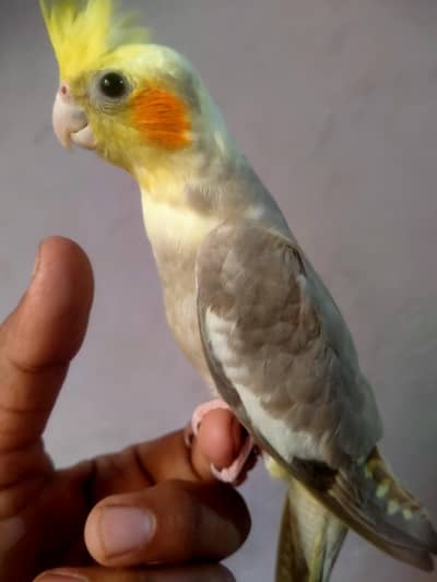 Hand tame cocktail sell