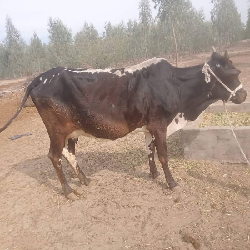 دوسرا سواء گائے فار سیل 0