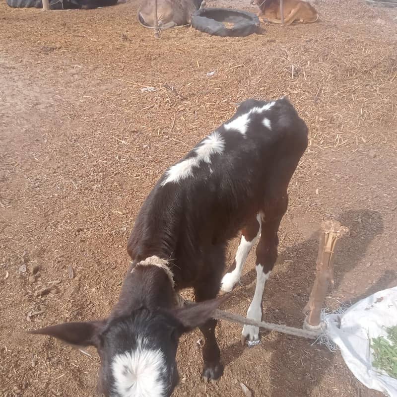 دوسرا سواء گائے فار سیل 1