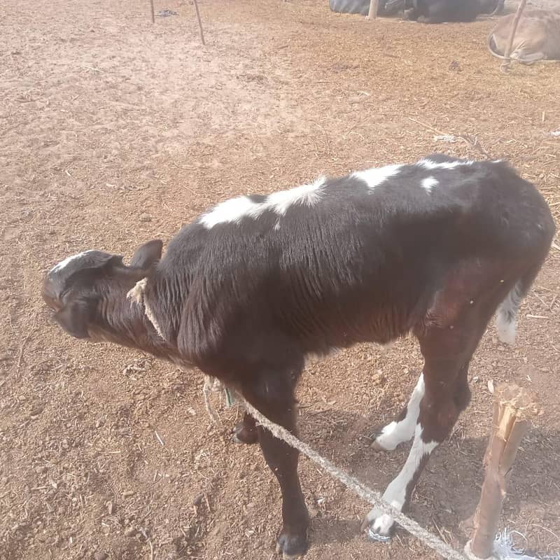 دوسرا سواء گائے فار سیل 2