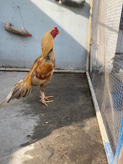 Aseel for scale jis ko samj ayi wo he rapta kary