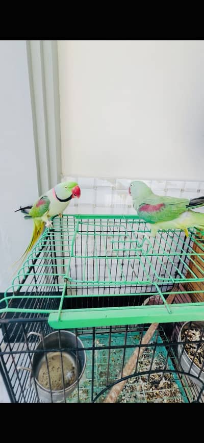 Breeder handtamed pair male baty b krta hy