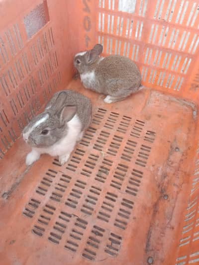 rabbit baby pair for sale