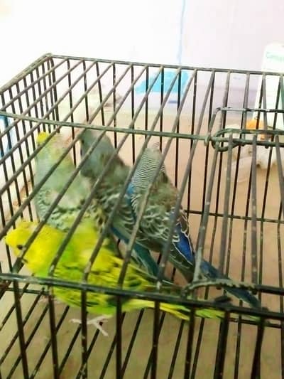 Hogoromo Single flower pathay available location multan 0304 1666779