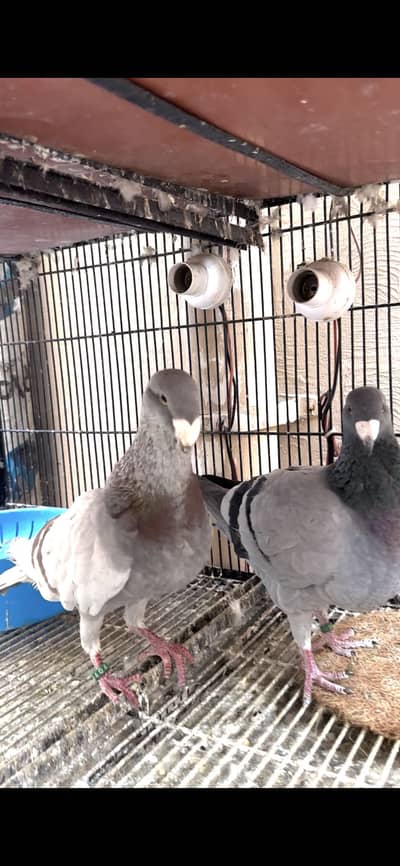 German beauty homer Europe ring birds