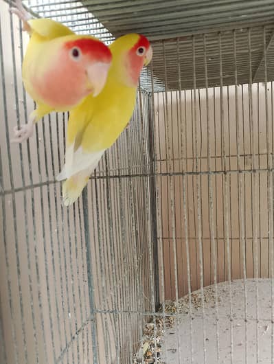 Lutino Lovebirds Ready to Breed | Par Blue Pair | Rosicollis