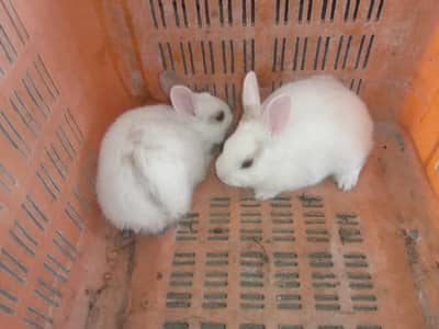 rabbit baby pair for sale 03224186572