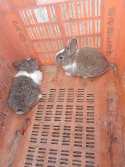rabbit baby pair for sale 03224186572