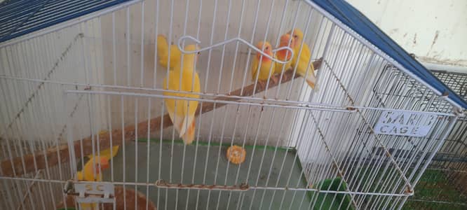 lutino pathay urgent sale.