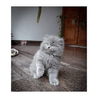 cash on delivery available Persian Punch face triple coat cat Kitten
