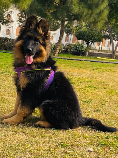 black German Shepherd long coated fare two 2month for sale