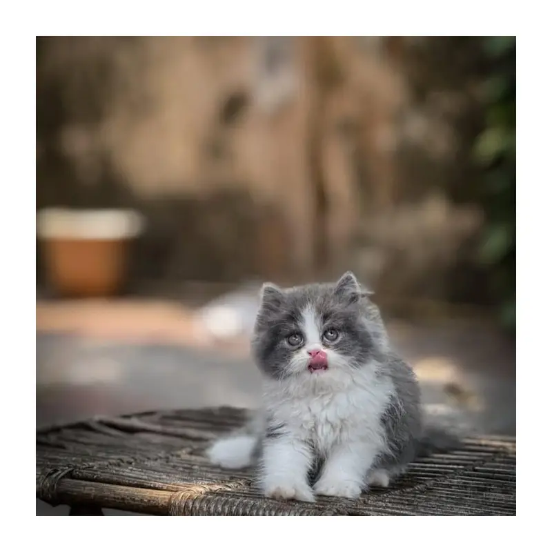 Persian Punch face triple coat cat Kitten — photo 2