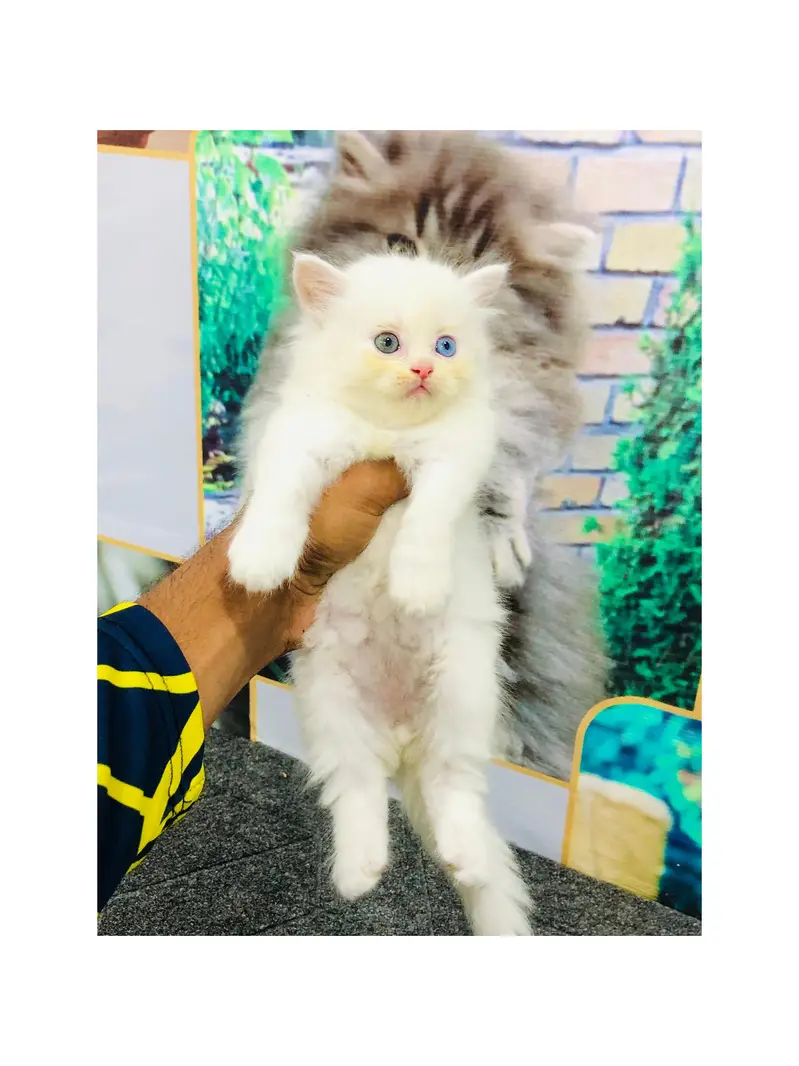Persian Punch face triple coat cat Kitten — photo 4