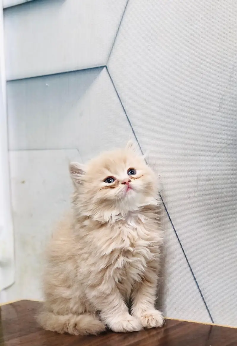 Persian Punch face triple coat cat Kitten — photo 5