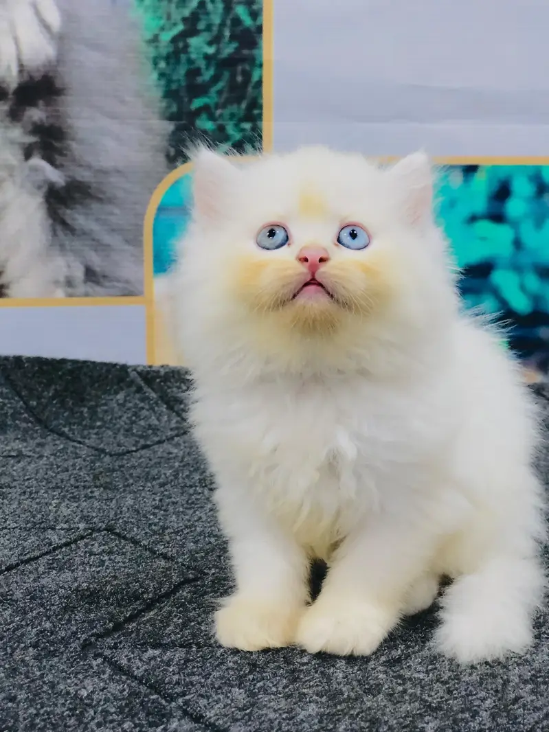 Persian Punch face triple coat cat Kitten — photo 7