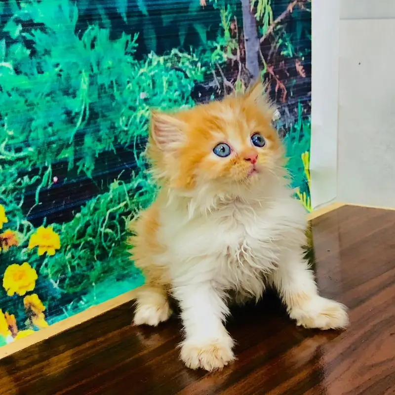 Persian Punch face triple coat cat Kitten — photo 8