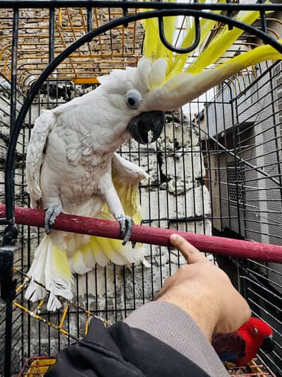 Sulphur crested cacatoo