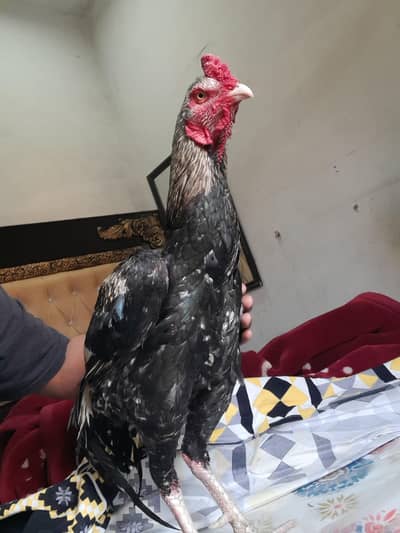 Aseel Murga for sale